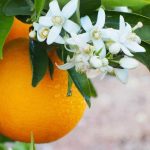با مصرف این گیاه از حمله قلبی جلوگیری کنید | معرفی برترین خواص بهار نارنج