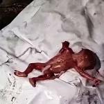 شهادت خانواده‌ای پنج نفره در غزه
